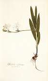 Gladiolus sulphureus