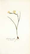 Gladiolus tenellus