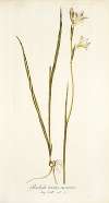 Gladiolus tristis varietas