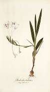 Gladiolus tubatus