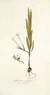Gladiolus tubiflorus