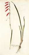 Gladiolus tubulosus