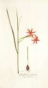 Gladiolus watsonius