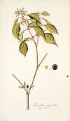 Hamellia chrysantha