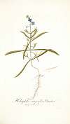 Heliophila integrifolia