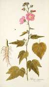 Hibiscus virginicus