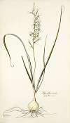 Hyacinthus viridis