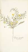 Ipomoea angustifolia