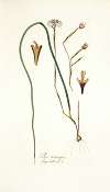 Iris tricuspis