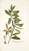 Kiggelaria integrifolia