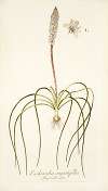 Lachenalia angustifolia