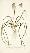 Lachenalia hyacinthoides