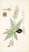 Lachenalia lanceaefolia