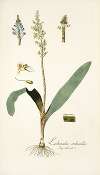 Lachenalia orchioides