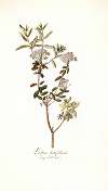 Ledum latifolium