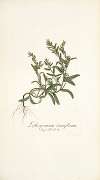 Lithospermum tenuiflorum