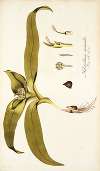 Melanthium eucomoides