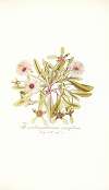 Mesembryanthemum cuneifolium