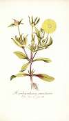 Mesembryanthemum pomeridianum