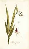 Moraea palmifolia