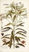 Ochrosia maculata