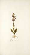 Ophrys crucigera