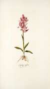 Orchis rubra