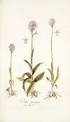 Orchis variegata