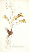 Pelargonium astragalifolium