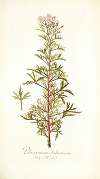 Pelargonium balsameum