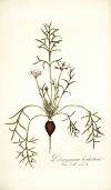 Pelargonium barbatum