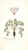 Pelargonium carneum