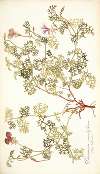 Pelargonium caucalifolium