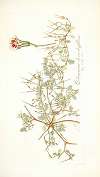 Pelargonium chamaedryfolium