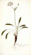 Pelargonium ciliatum
