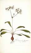 Pelargonium depressum