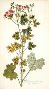 Pelargonium fuscatum
