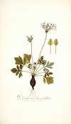 Pelargonium heterophyllum