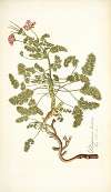 Pelargonium hirtum