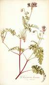 Pelargonium lacerum