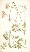 Pelargonium longicaule
