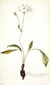 Pelargonium longiflorum