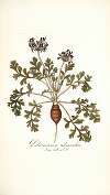 Pelargonium melananthon