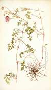 Pelargonium multicaule