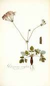 Pelargonium nervifolium