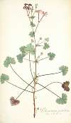 Pelargonium patulum