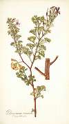 Pelargonium ternatum