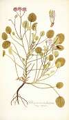 Pelargonium trichostemon