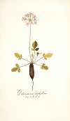Pelargonium triphyllum