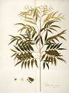 Phyllanthus speciosa